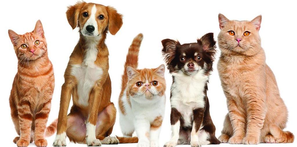 Доска объявлений о животных | ЗооТом - продажа, вязка и услуги для животных в Заозерске