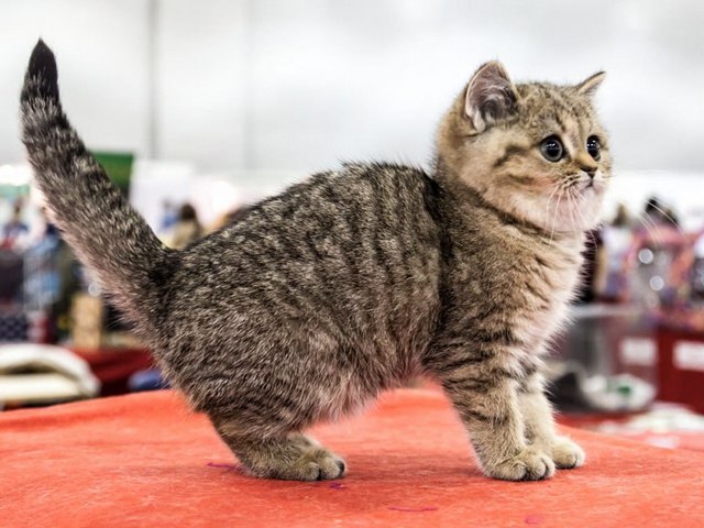 Породы кошек в Заозерске | ЗооТом портал о животных