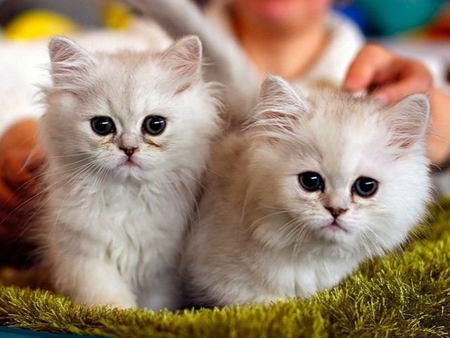 Породы кошек в Заозерске | ЗооТом портал о животных