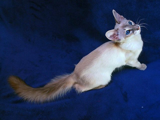 Выведенные породы кошек в Заозерске | ЗооТом портал о животных