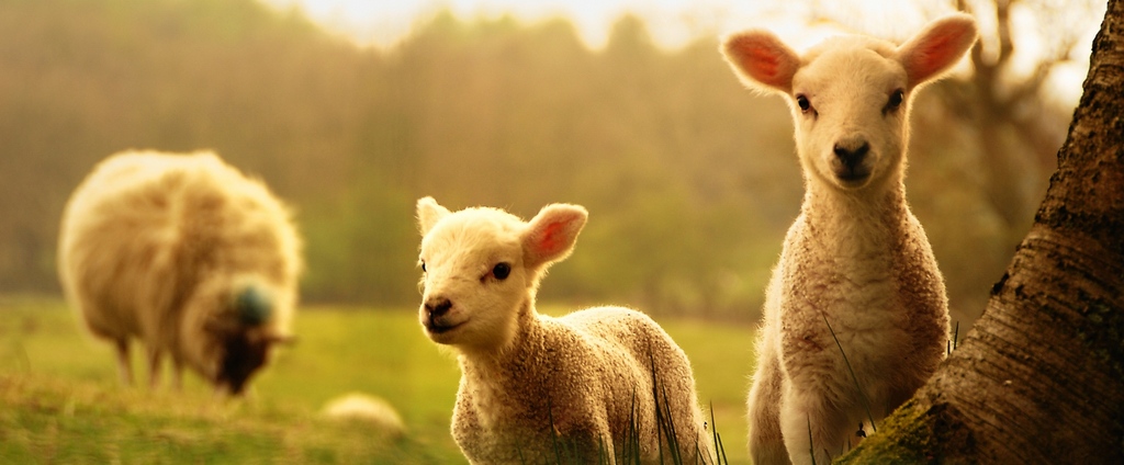 Объявления о сельскохозяйственных животных | ЗооТом - продажа, вязка и услуги для животных в Заозерске