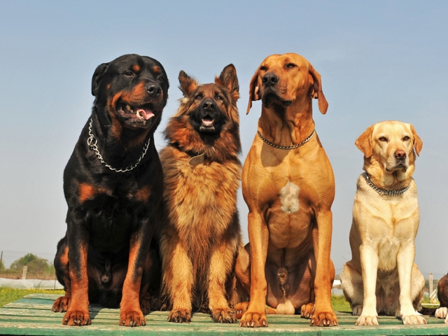 Крупные породы собак в Заозерске | ЗооТом портал о животных
