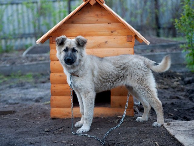 Все о собаках в Заозерске Все о собаках в Заозерске